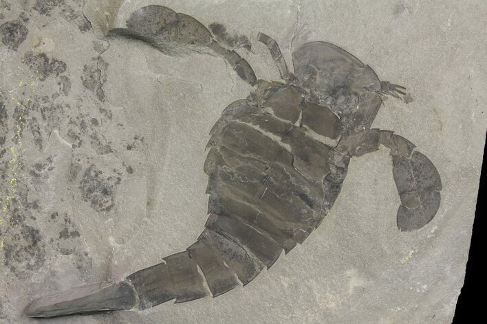 Eurypterus (Sea Scorpion) Fossil - New York #173023